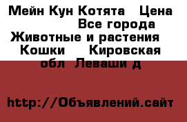 Мейн Кун Котята › Цена ­ 15 000 - Все города Животные и растения » Кошки   . Кировская обл.,Леваши д.